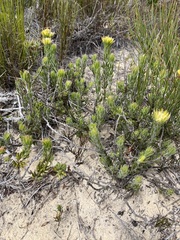 Aspalathus aspalathoides