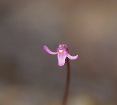 Utricularia tenella