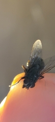 Calliphora vomitoria