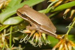 Boana prasina