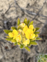 Aspalathus aspalathoides