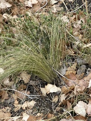 Nassella tenuissima