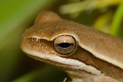 Boana prasina