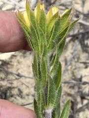 Aspalathus aspalathoides