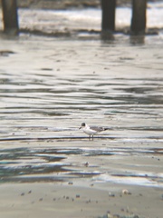 Leucophaeus pipixcan