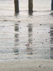 Leucophaeus pipixcan