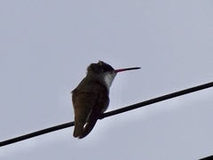 Leucolia violiceps