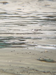 Leucophaeus pipixcan