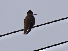 Leucolia violiceps
