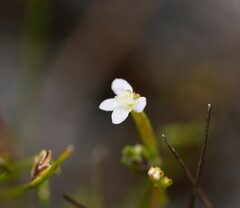 Stylidium despectum