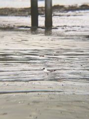 Leucophaeus pipixcan