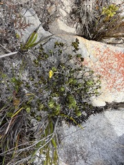 Aspalathus marginata