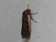 Ochropleura