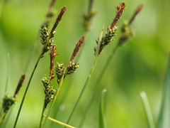 Carex umbrosa