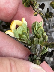 Aspalathus marginata