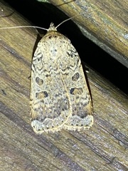 Abagrotis alternata