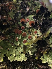 Peltigeraceae