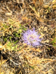 Jasione sessiliflora
