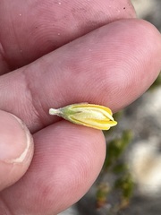 Aspalathus marginata