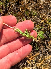 Jasione sessiliflora
