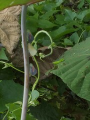 Flatidae