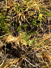 Jasione sessiliflora