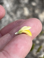 Aspalathus marginata