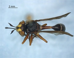 Physocephala furcillata