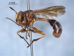 Physocephala furcillata
