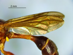 Physocephala furcillata