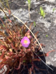Drosera capensis