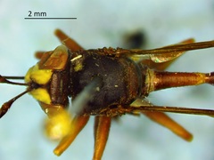 Physocephala furcillata