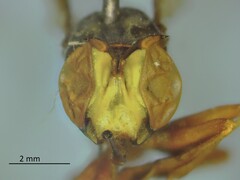 Physocephala furcillata