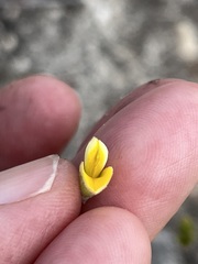 Aspalathus marginata