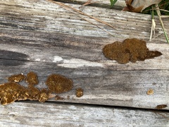 Xanthocarpia feracissima