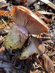 Armillaria sinapina