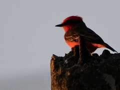 Pyrocephalus rubinus