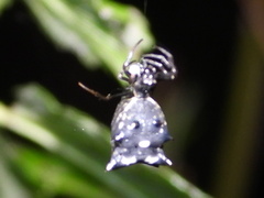 Micrathena gracilis