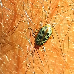 Isotes multipunctata