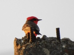 Pyrocephalus rubinus