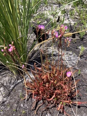 Drosera capensis