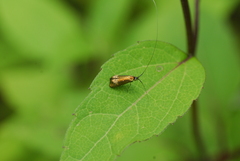Adelidae