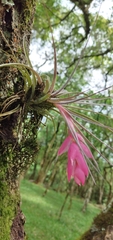 Tillandsia stricta