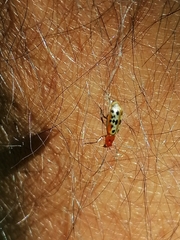 Isotes multipunctata