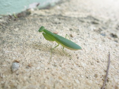 Tithrone roseipennis