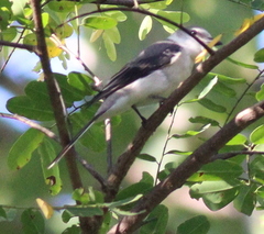 Pericrocotus divaricatus