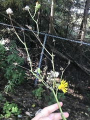 Sonchus arvensis uliginosus