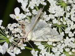 Macaria signaria