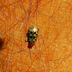Isotes multipunctata