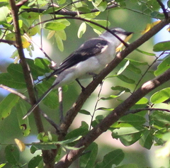 Pericrocotus divaricatus